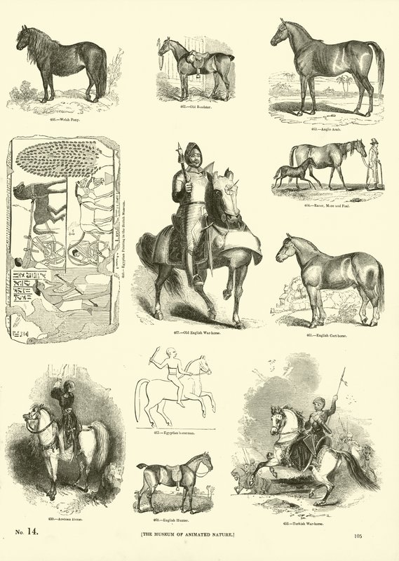 Side fra The Pictorial Museum of Animated Nature af English School