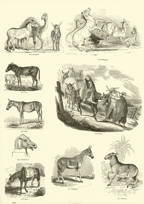 Side fra The Pictorial Museum of Animated Nature af English School