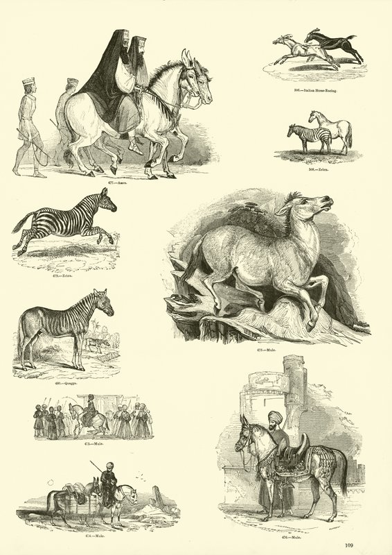 Side fra The Pictorial Museum of Animated Nature af English School