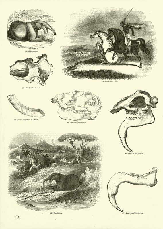 Side fra The Pictorial Museum of Animated Nature af English School