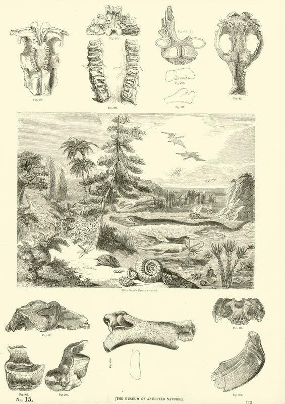 Side fra The Pictorial Museum of Animated Nature af English School