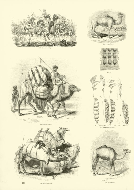 Side fra The Pictorial Museum of Animated Nature af English School