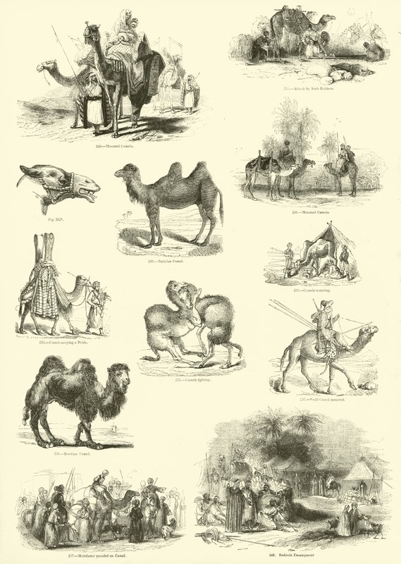 Side fra The Pictorial Museum of Animated Nature af English School