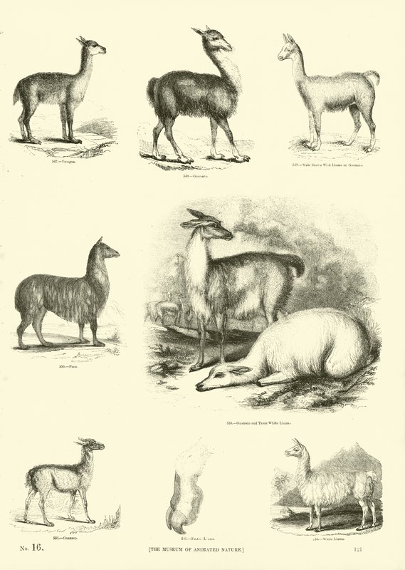 Side fra The Pictorial Museum of Animated Nature af English School