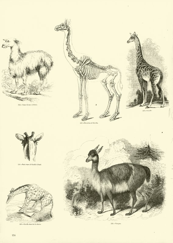 Side fra The Pictorial Museum of Animated Nature af English School