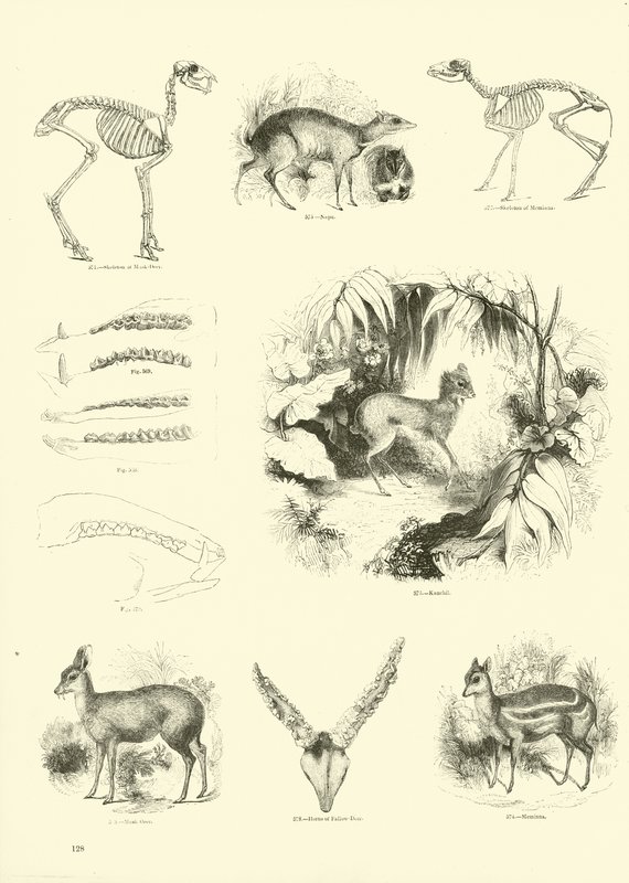 Side fra The Pictorial Museum of Animated Nature af English School