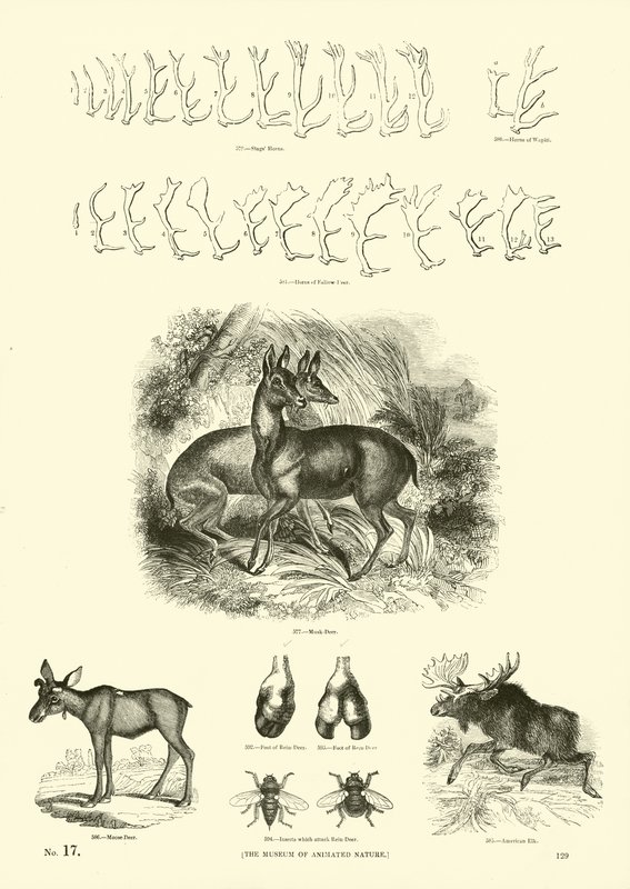 Side fra The Pictorial Museum of Animated Nature af English School