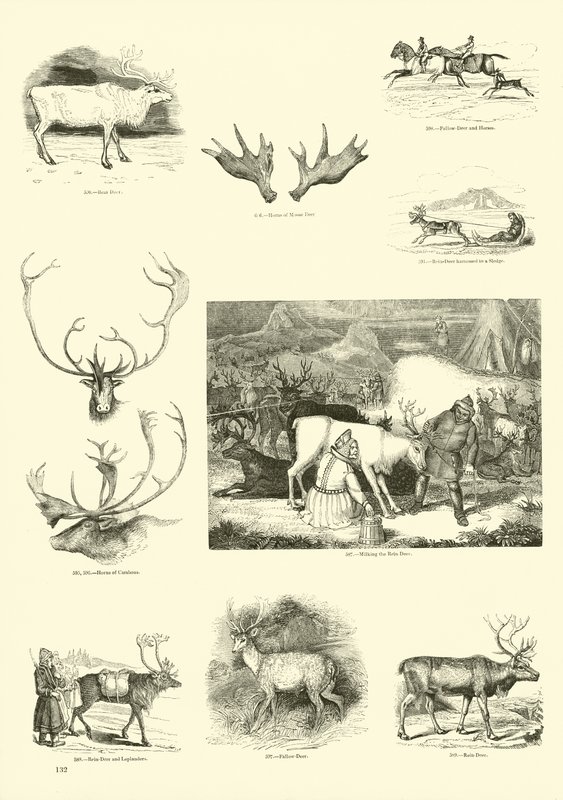 Side fra The Pictorial Museum of Animated Nature af English School