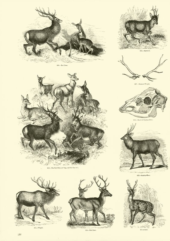 Side fra The Pictorial Museum of Animated Nature af English School