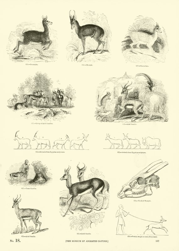 Side fra The Pictorial Museum of Animated Nature af English School