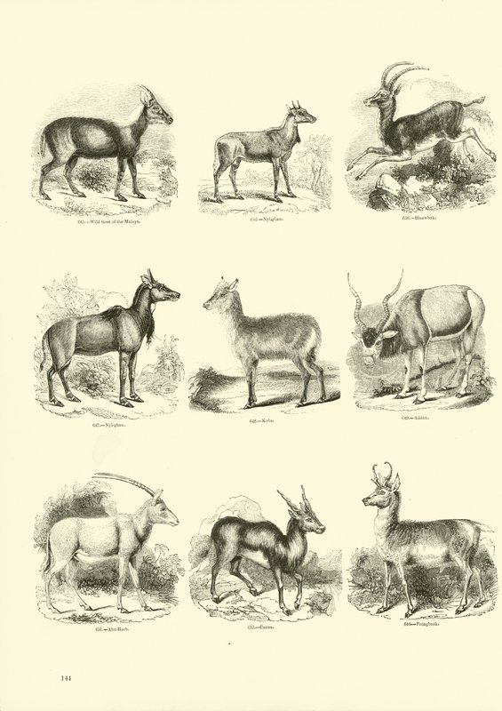 Side fra The Pictorial Museum of Animated Nature af English School