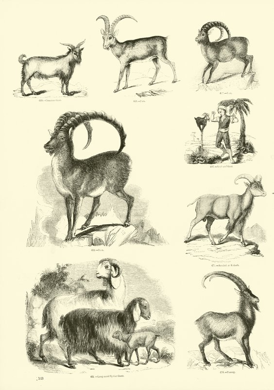 Side fra The Pictorial Museum of Animated Nature af English School