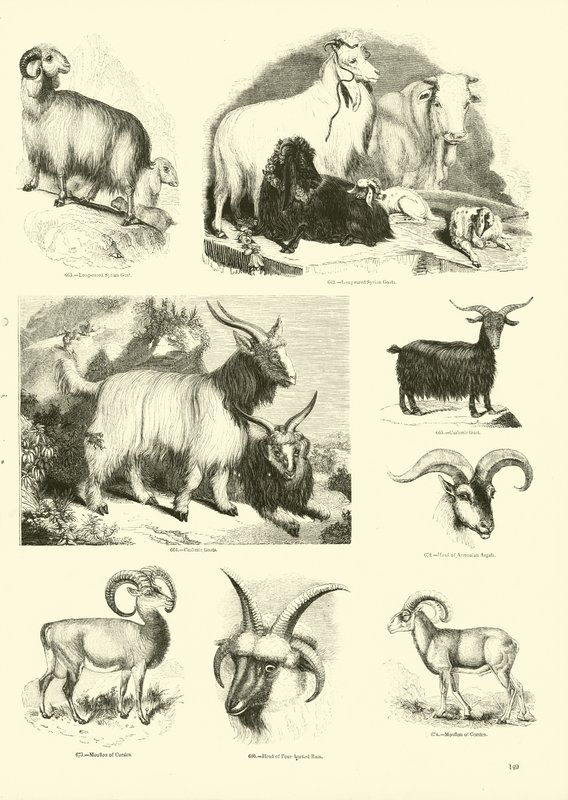 Side fra The Pictorial Museum of Animated Nature af English School