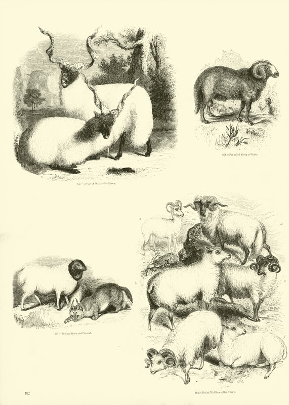 Side fra The Pictorial Museum of Animated Nature af English School
