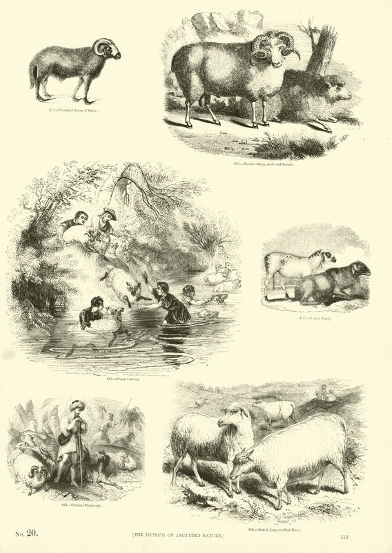 Side fra The Pictorial Museum of Animated Nature af English School