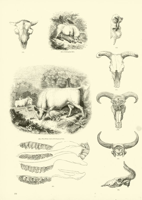 Side fra The Pictorial Museum of Animated Nature af English School