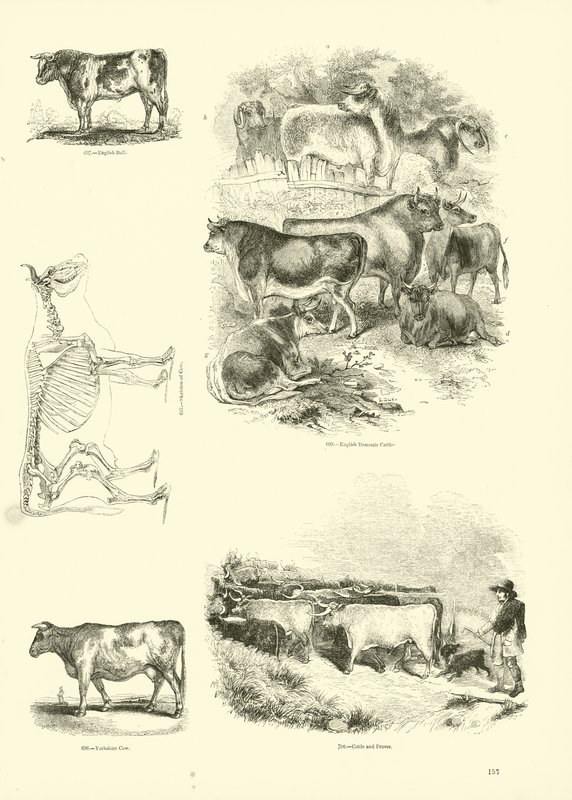 Side fra The Pictorial Museum of Animated Nature af English School