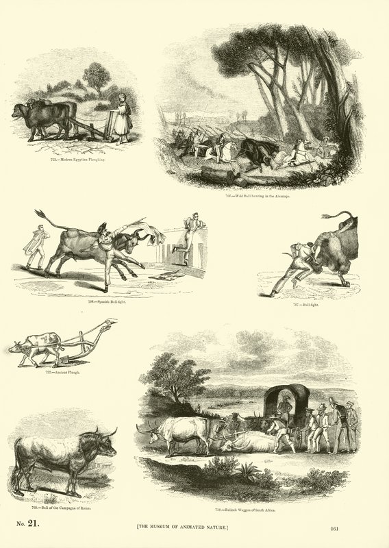 Side fra The Pictorial Museum of Animated Nature af English School