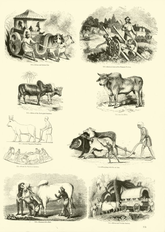 Side fra The Pictorial Museum of Animated Nature af English School