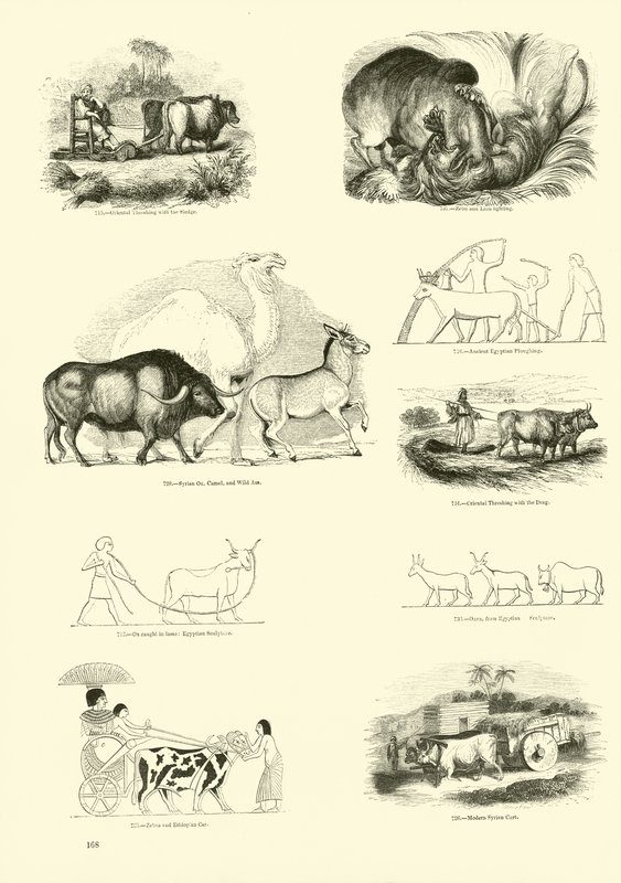 Side fra The Pictorial Museum of Animated Nature af English School