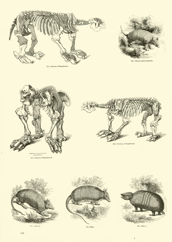 Side fra The Pictorial Museum of Animated Nature af English School