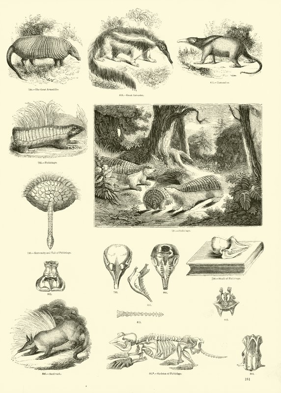 Side fra The Pictorial Museum of Animated Nature af English School