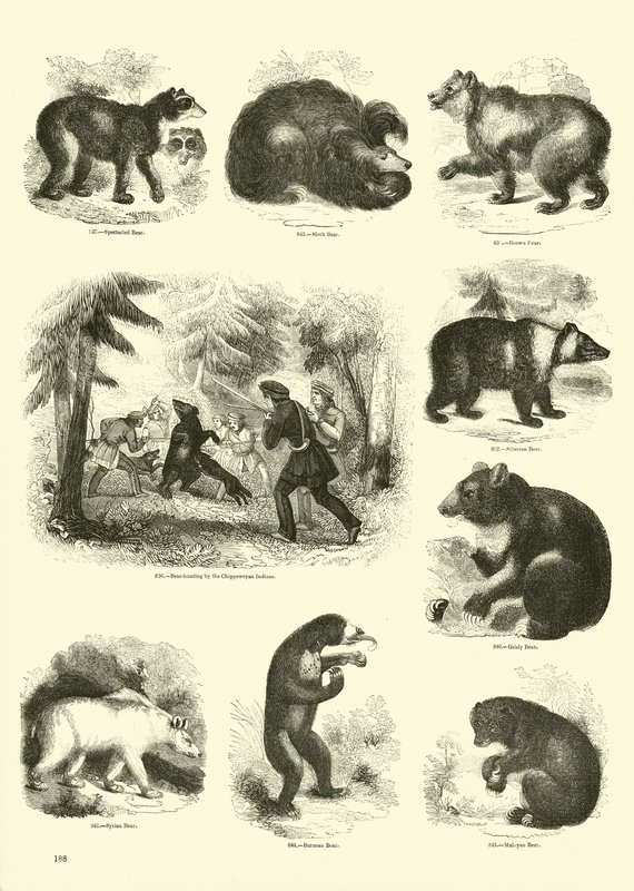 Side fra The Pictorial Museum of Animated Nature af English School