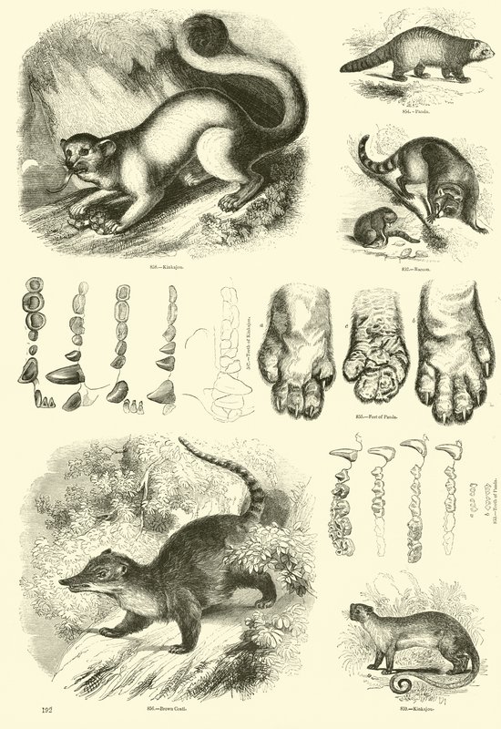 Side fra The Pictorial Museum of Animated Nature af English School