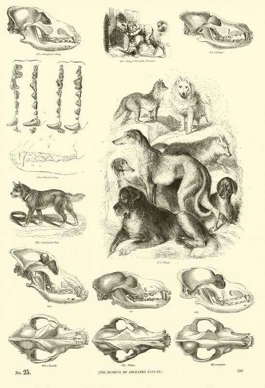 Side fra The Pictorial Museum of Animated Nature af English School