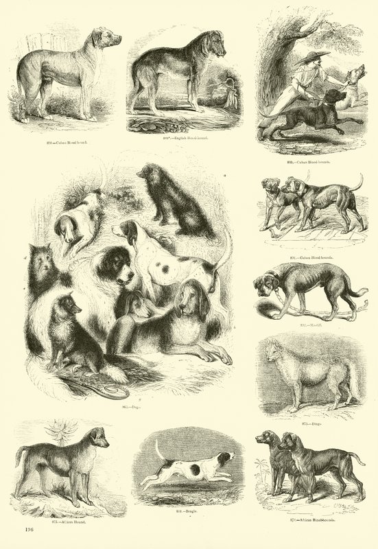Side fra The Pictorial Museum of Animated Nature af English School