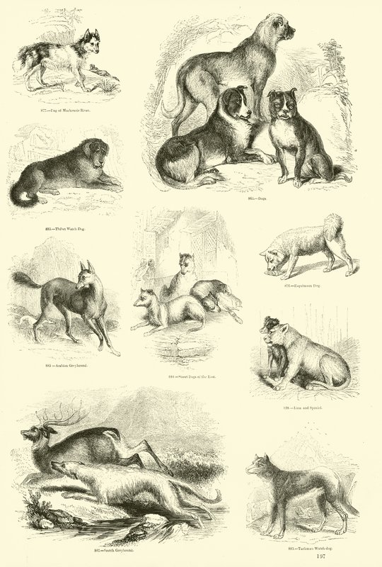Side fra The Pictorial Museum of Animated Nature af English School