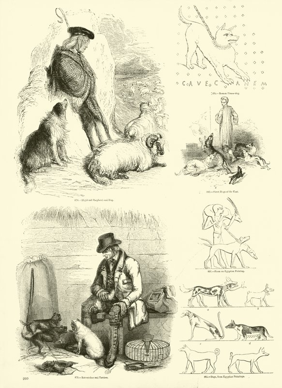 Side fra The Pictorial Museum of Animated Nature af English School