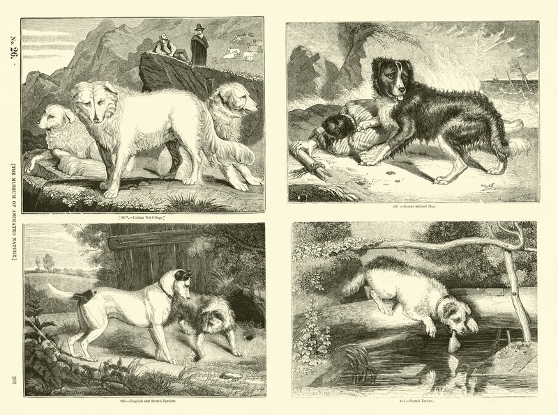 Side fra The Pictorial Museum of Animated Nature af English School