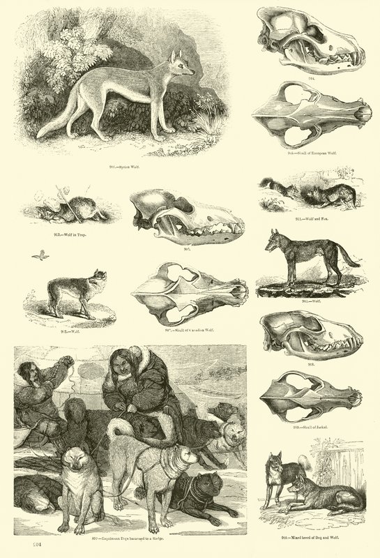 Side fra The Pictorial Museum of Animated Nature af English School