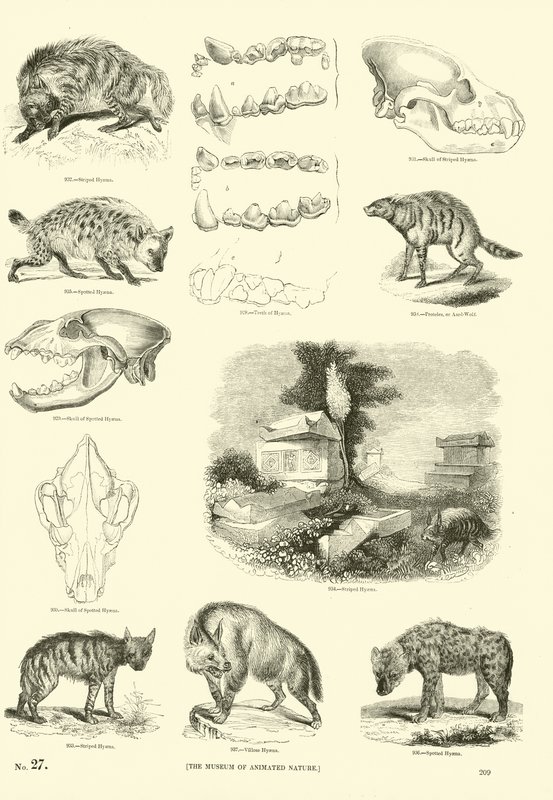 Side fra The Pictorial Museum of Animated Nature af English School