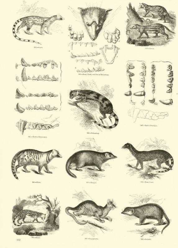Side fra The Pictorial Museum of Animated Nature af English School