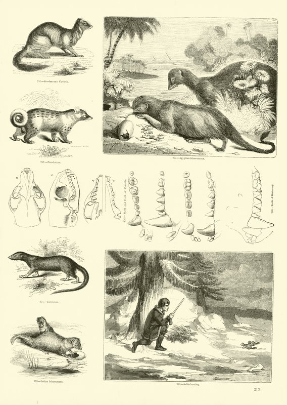 Side fra The Pictorial Museum of Animated Nature af English School