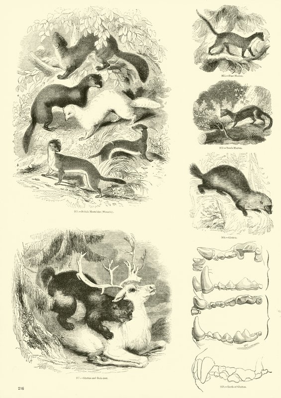 Side fra The Pictorial Museum of Animated Nature af English School