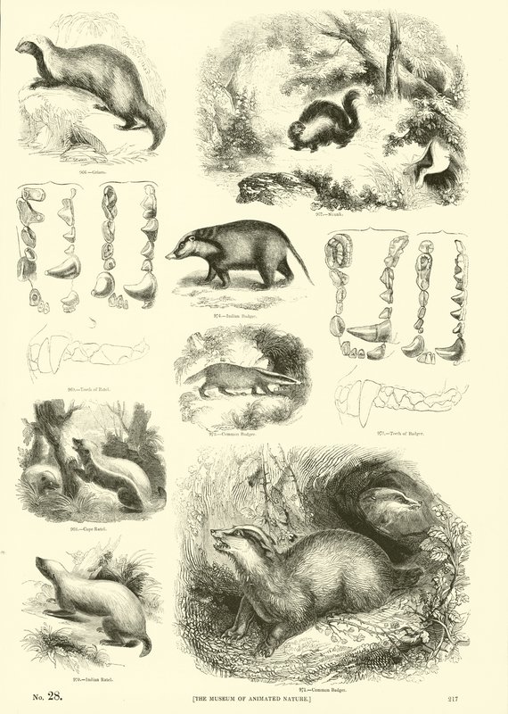 Side fra The Pictorial Museum of Animated Nature af English School