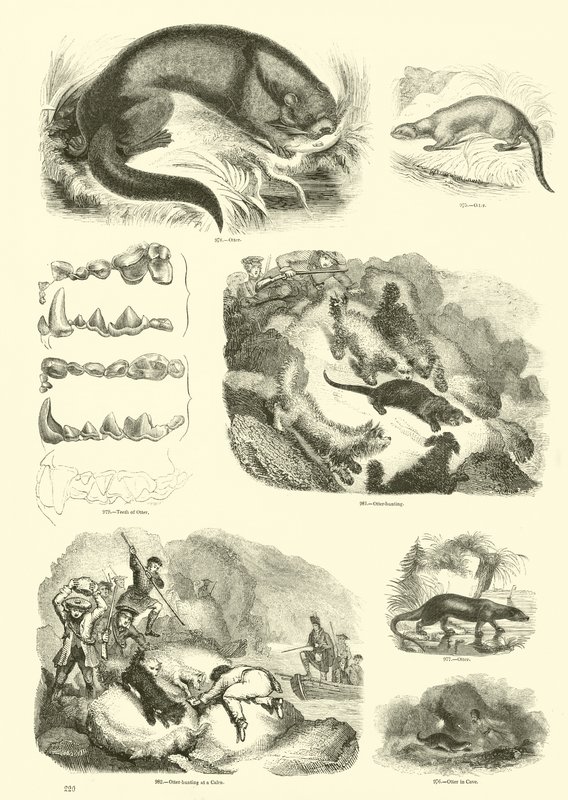 Side fra The Pictorial Museum of Animated Nature af English School