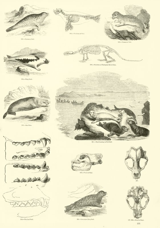 Side fra The Pictorial Museum of Animated Nature af English School