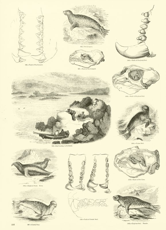 Side fra The Pictorial Museum of Animated Nature af English School