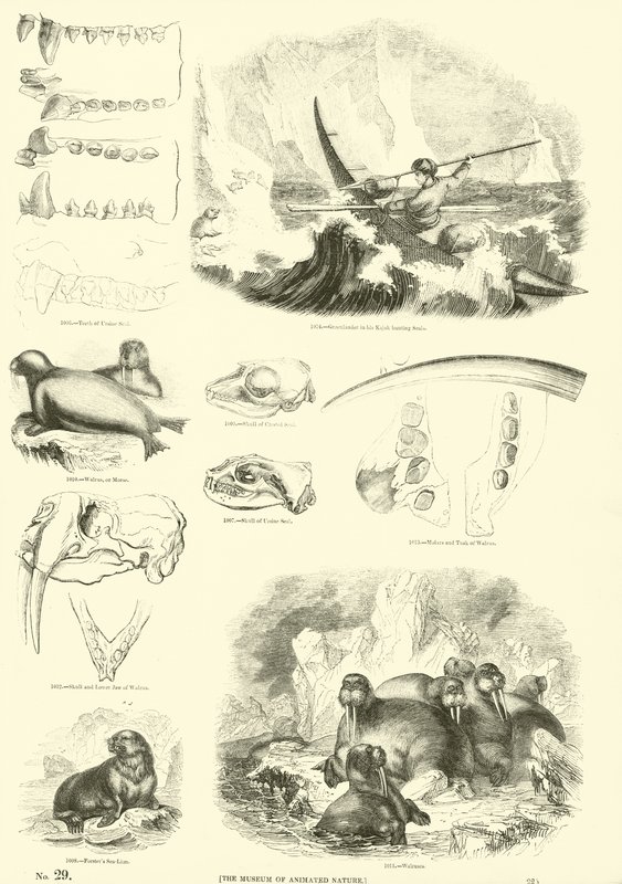 Side fra The Pictorial Museum of Animated Nature af English School