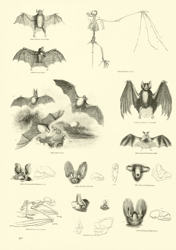 Side fra The Pictorial Museum of Animated Nature af English School