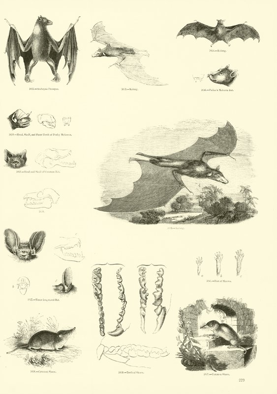 Side fra The Pictorial Museum of Animated Nature af English School