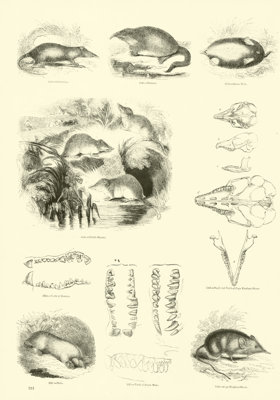 Side fra The Pictorial Museum of Animated Nature af English School
