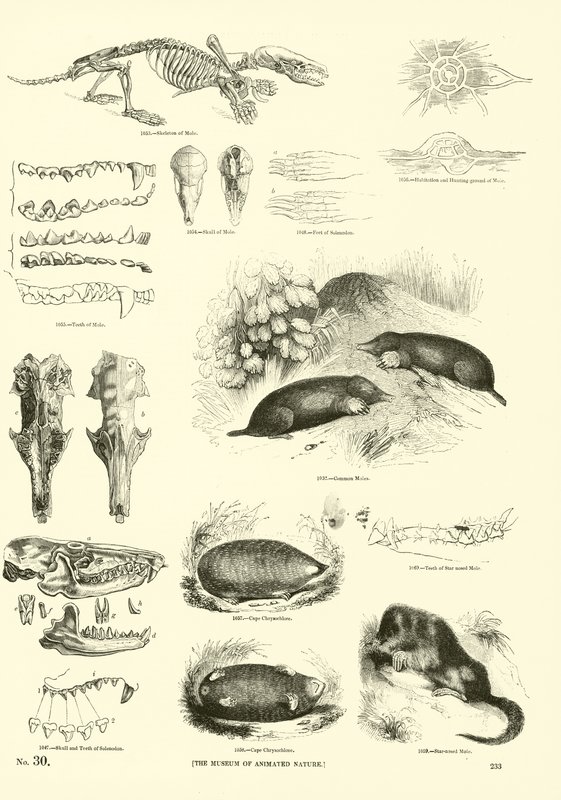Side fra The Pictorial Museum of Animated Nature af English School