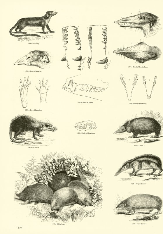 Side fra The Pictorial Museum of Animated Nature af English School