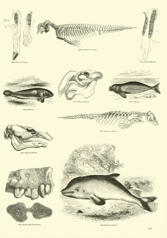 Side fra The Pictorial Museum of Animated Nature af English School