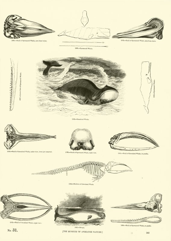 Side fra The Pictorial Museum of Animated Nature af English School